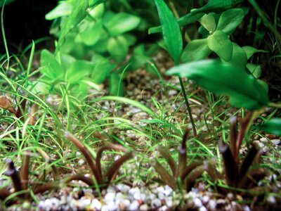 Cryptocoryne wendtii beschnitt 09.08.2025-1.jpg