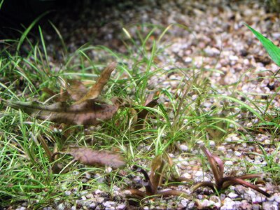 Cryptocoryne wendtii beschnitt 14.08.2025.jpg
