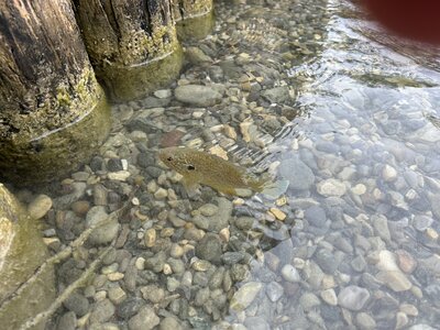 IMG_4572.jpeg