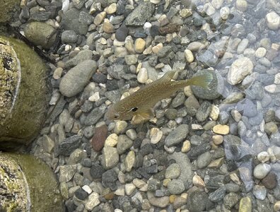 IMG_4557.jpeg