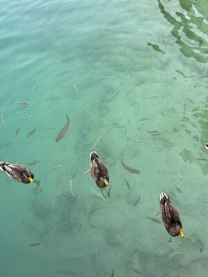 IMG_4544.jpeg