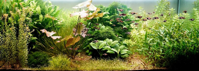 Aquartium 23.08.2025.jpg