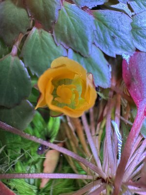 IMG_3711.jpeg