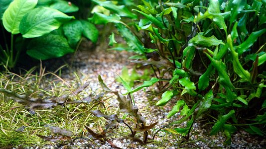 Cryptocoryne wendtii 03.09.2025.jpg