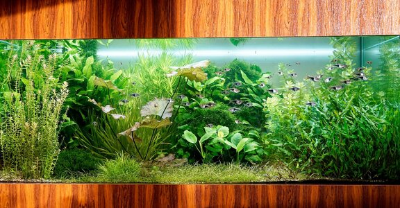 Aquarium- 29.08.2025.jpg