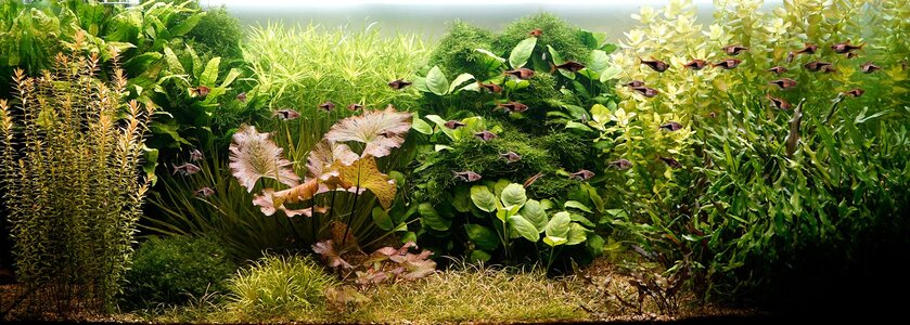Aquarium 25.09.2025.jpg