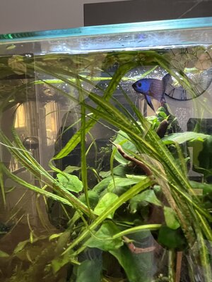 IMG_3707.jpeg