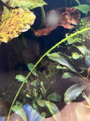 IMG_3705.jpeg