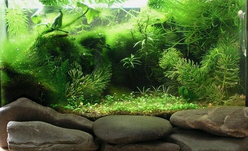Testaquarium 25.10.2009.JPG