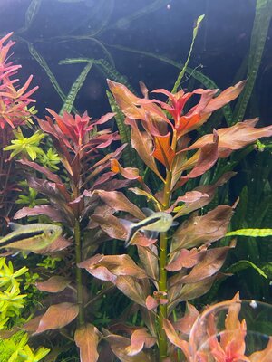 Im Aquarium.jpg