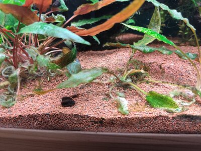 cryptocoryne.jpg