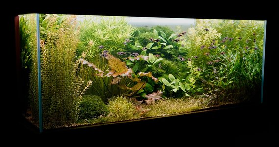 Aquarium 25.10.2025.jpg Aquarium 25.10.2025.jpg