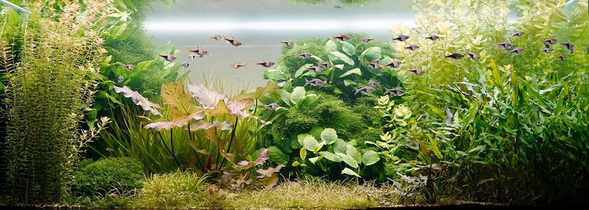 Aquarium 26.10.2025.jpg Aquarium 26.10.2025.jpg