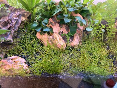 2 - VG Eleocharis.jpg