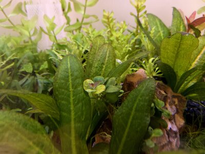 3 - VG Anubias Mini.jpg