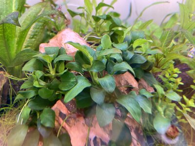 3a - VG Anubias Bonsai.jpg