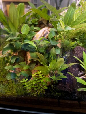 4 MG Rechts Hygrophila.jpg