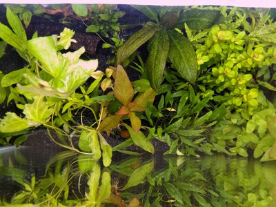 5 - BG Alternanthera und Cryptocorne.jpg