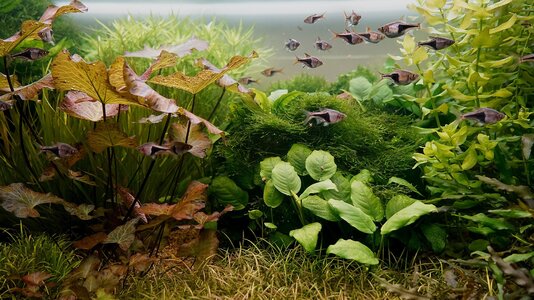 Pflanzenwuchs Stand 07.11.2025-4.jpg