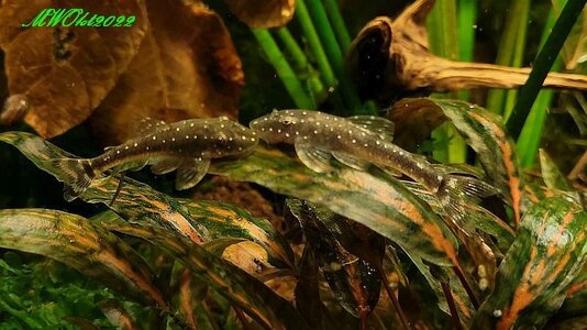 Parotocinclus haroldoi Sternenhimmelotocinclus.jpg