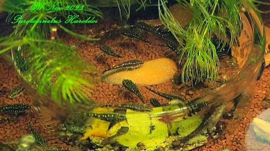 Parotocinclus haroldoi Aug bis Nov 23.jpg