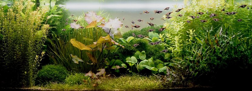 Aquarium 25.11.2025.jpg Aquarium 25.11.2025.jpg