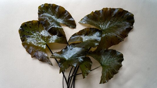 Nymphaea lotus-rot 14.11.2025.jpg Nymphaea lotus-rot 14.11.2025.jpg