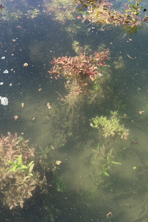 2 Pflanze rot grün.JPG