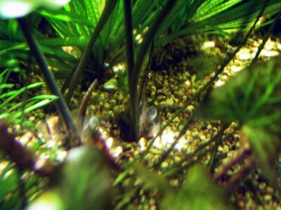 Tigerlotus 27.11.2025.jpg