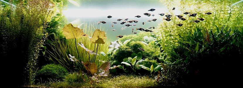 Aquarium 02.12.2025.jpg