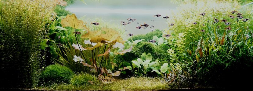 Aquarium 12.12.25.jpg Aquarium 12.12.25.jpg