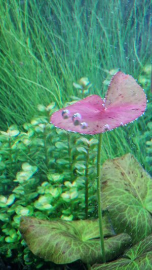 1000108732.jpg 1000108732.jpg