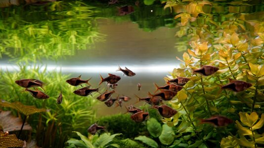 Aquarium 15.12.2025-Dimm Phase abends .jpg