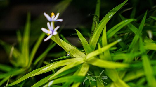Heteranthera zosterifolia 16.12.25.jpg Heteranthera zosterifolia 16.12.25.jpg