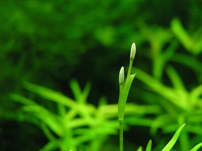 Heteranthera zosterifolia Blüte unter Wasser.JPG Heteranthera zosterifolia Blüte unter Wasser.JPG