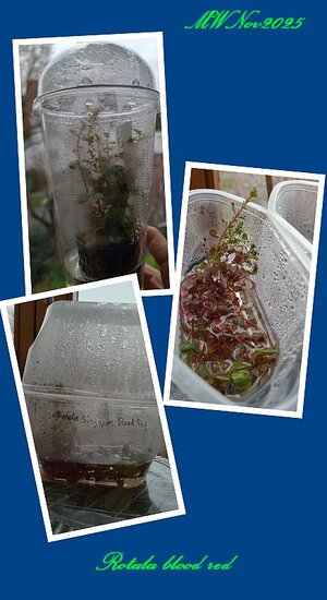 Emers Rotala blood red.jpg