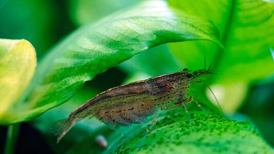 Caridina multidentata 22.05.2025.jpg