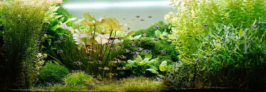 Aquarium 27.12.25.jpg Aquarium 27.12.25.jpg