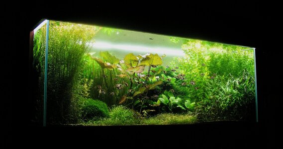 Aquarium 30.12.2025.jpg Aquarium 30.12.2025.jpg