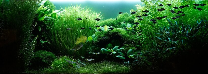 Aquarium 31.12.2025.jpg Aquarium 31.12.2025.jpg