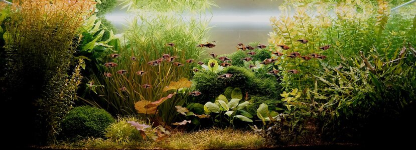 Aquarium 06.01.2026.jpg