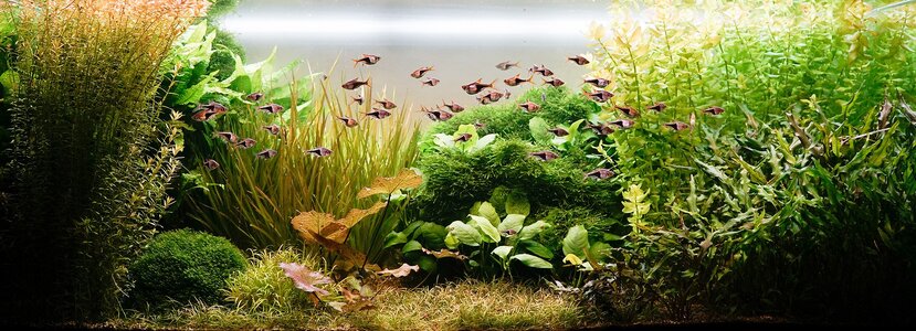 Aquarium 08.01.2026.jpg