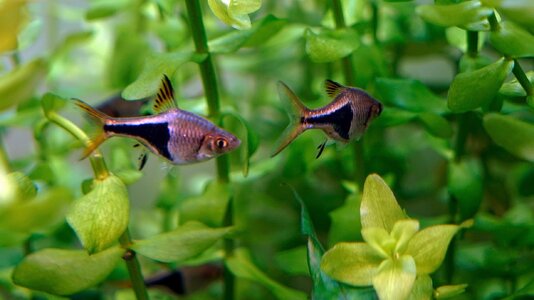 Trigonostigma heteromorpha Balzen 05.01.2026-1.jpg