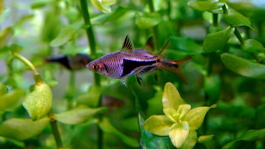 Trigonostigma heteromorpha Balzen 05.01.2026-2.jpg