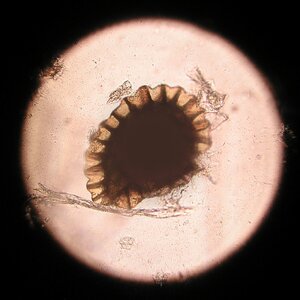 Mikroorganismen 05.01.2026.jpg