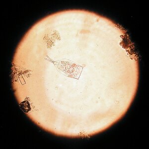 Mytilina mucronata 8.01.2026.jpg