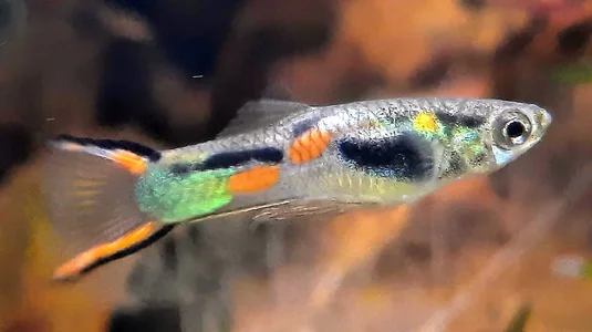 Poecilia wingei2-2026-01-20.webp