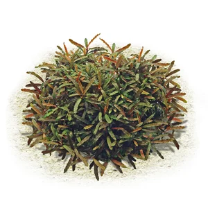 Bucephalandra_sp._''Velvet_Tricolor''_135.0425.00.webp