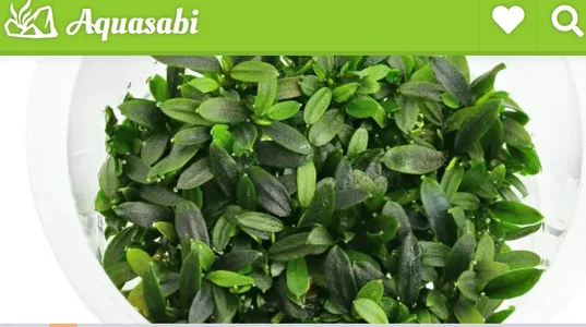 Buce Velvet Tricolor Fragezeichen.webp