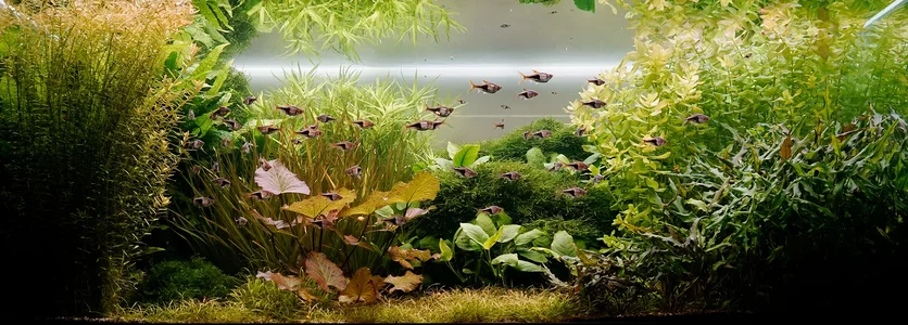 Aquarium 21.01.2026.webp Aquarium 21.01.2026.webp